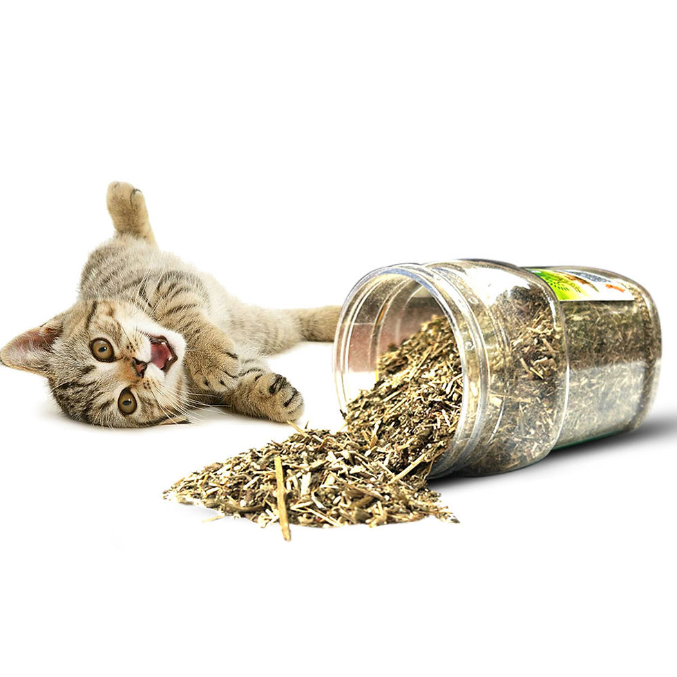 Thumbnail: Mats Avenue Pure Original Dried Catnip Himalayan Variety 200 ML