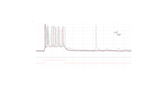 all-optical platform for cultured neurons