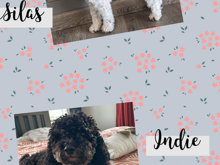 We are expecting our first micro cockapoo litter! And we couldn't be more excited. These puppies are gauranteed to be a bundle of joy and a perfect lap sized companion at 9-12 lbs.