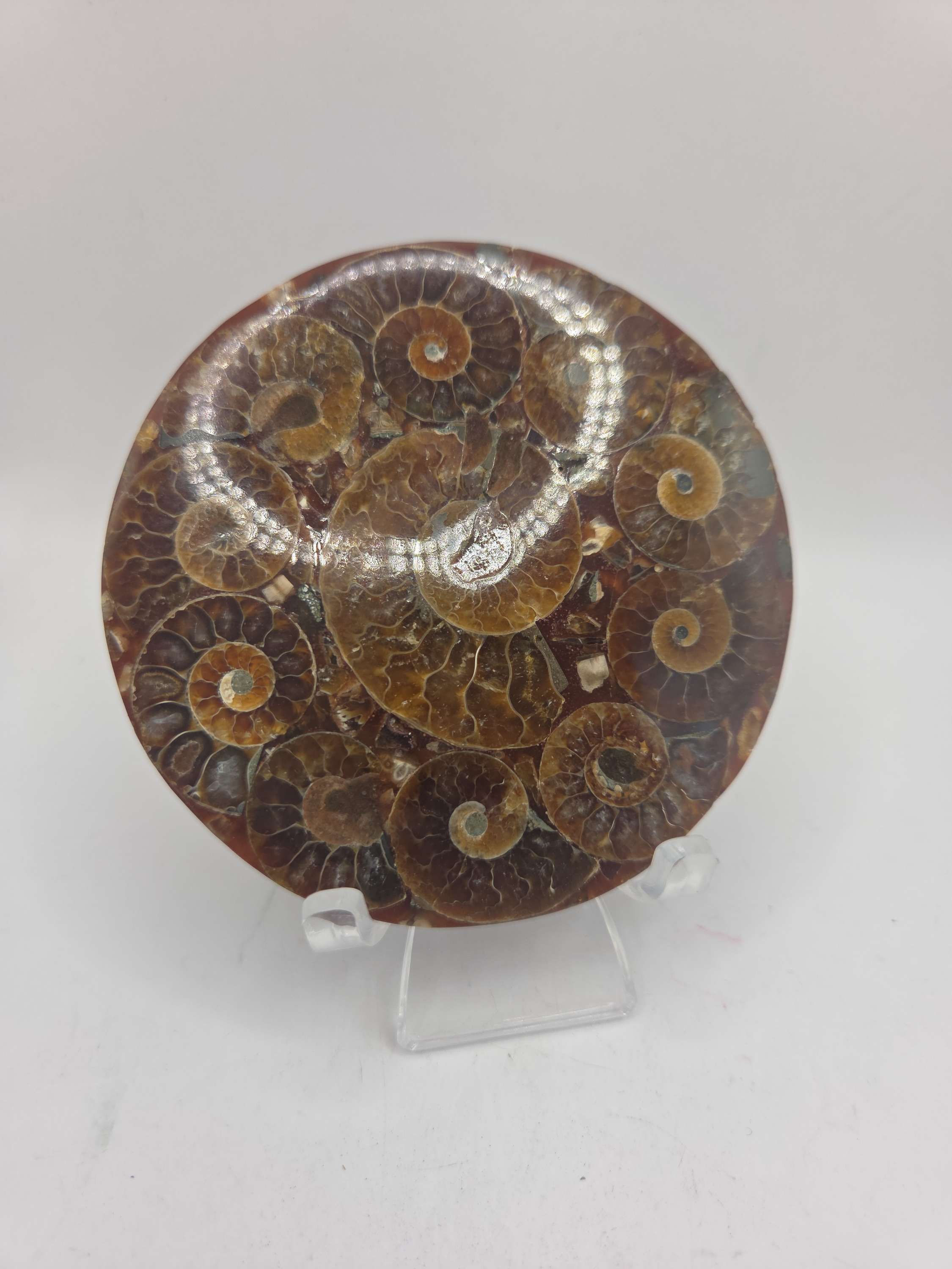 Ammonite coaster