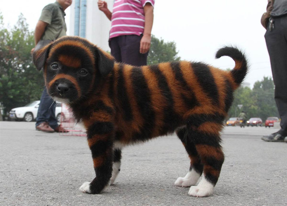 striped-dogs.jpg