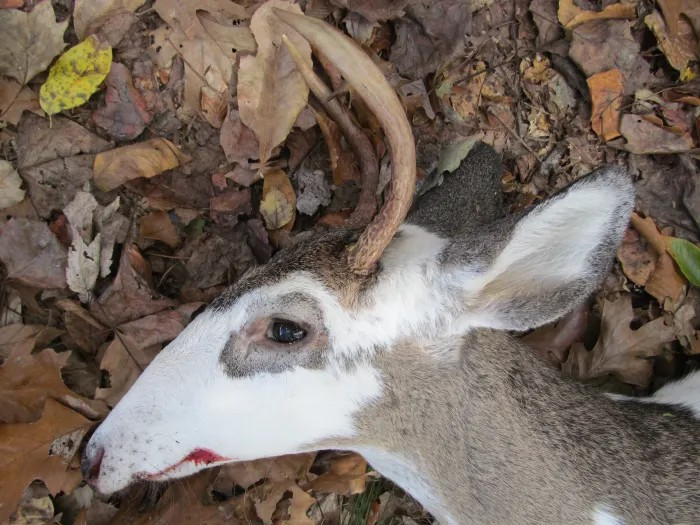deer with underbite and white patches