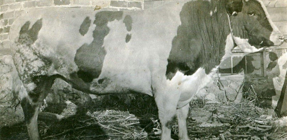 three legged bull