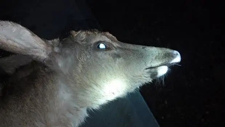 dork deer