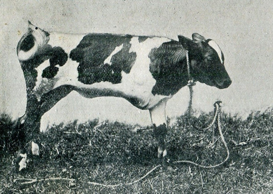 tethered three legged calf