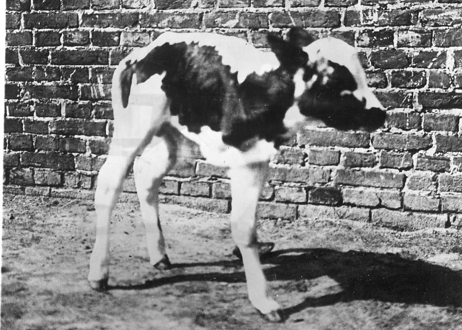 three legged calf