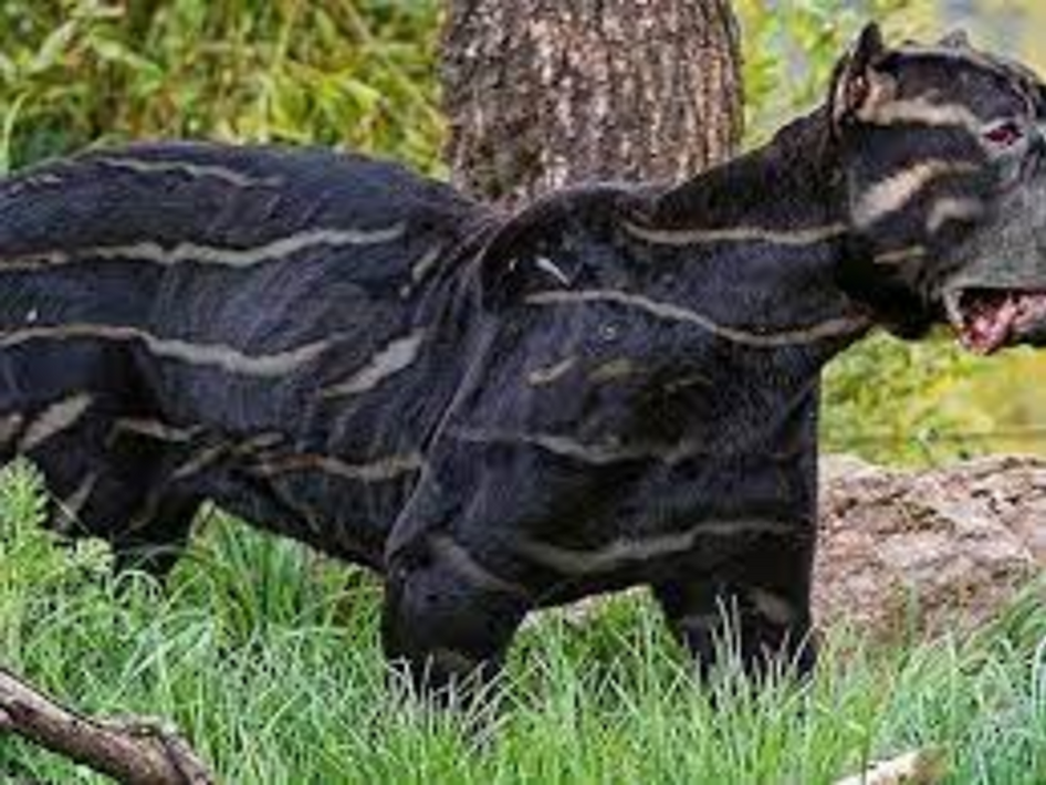 striped-dogs.png