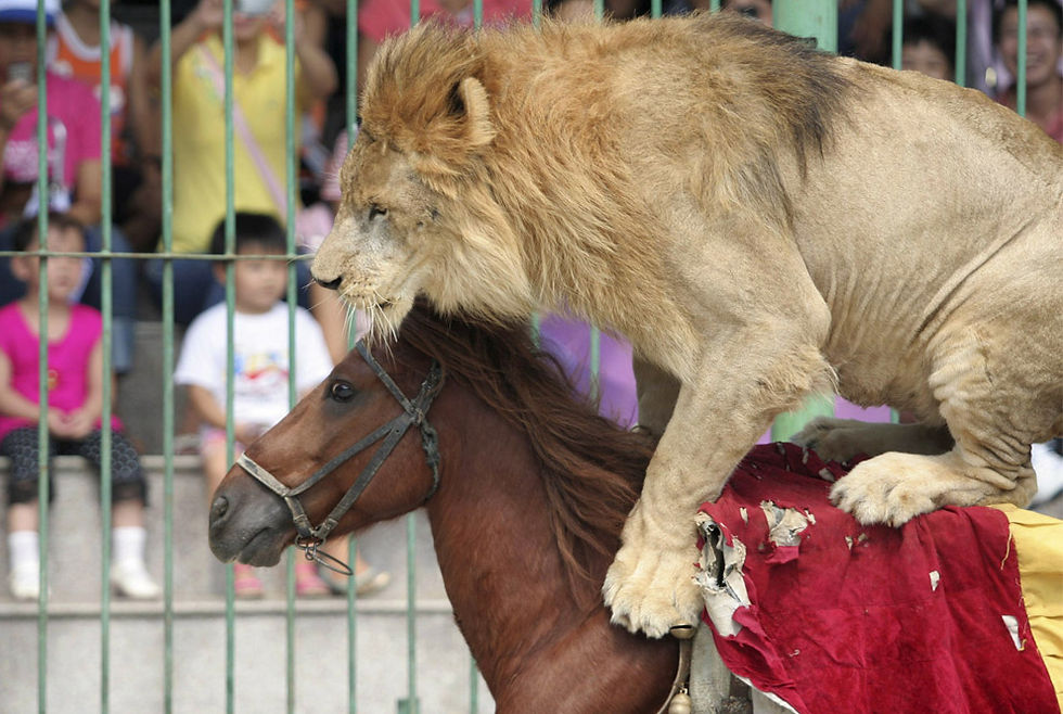 lion.jpg