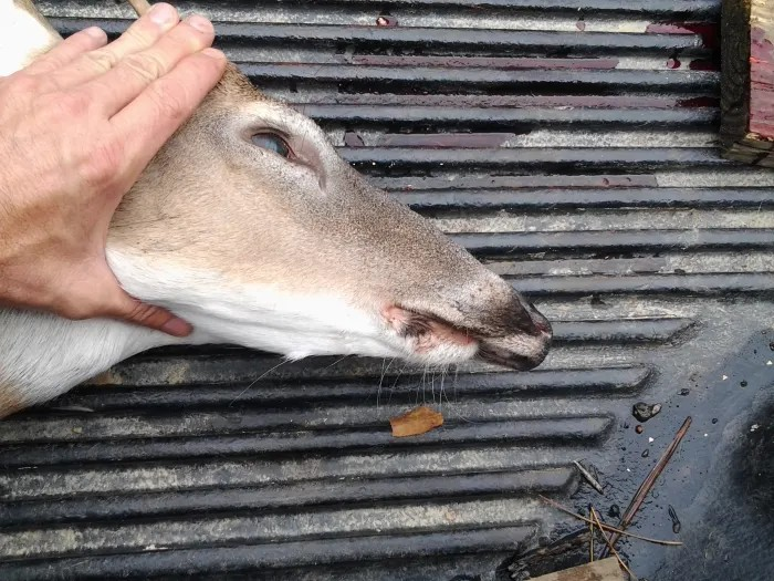 dork deer close up
