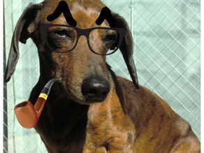 まさお日記　33～ひなまつりにお呼ばれしたよ