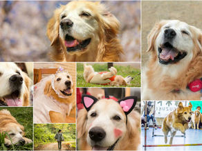 お友達写真館 File　11（ワンワンスペシャル号）