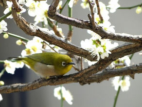 東洋医学から見る④冬～立春の食餌