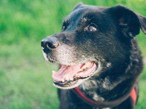 年老いた大型犬