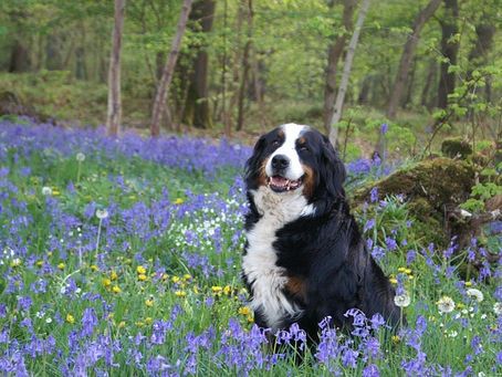 ブログ200回記念！縄文時代からの犬との絆