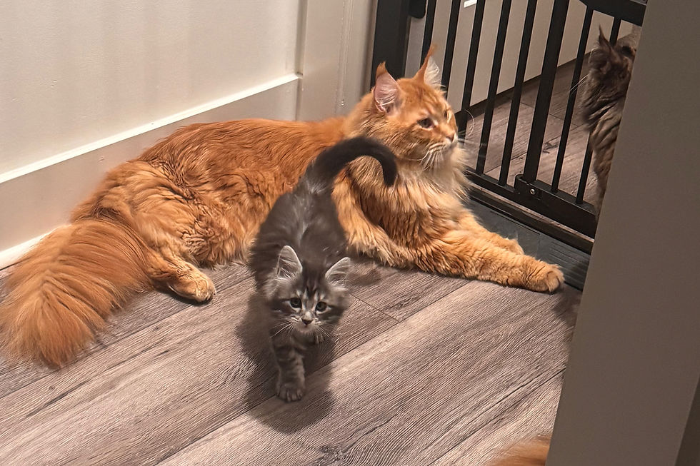 Pasha's 8wk old kitten with Uncle Archie, our 1.5yr old, neutered male