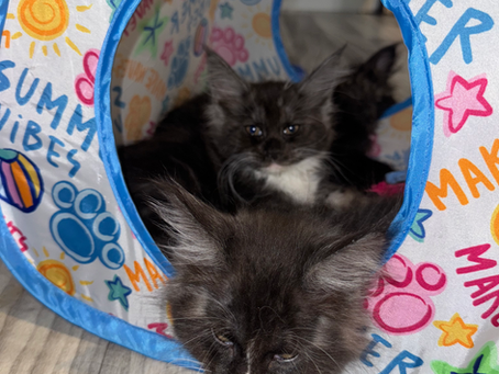 Preparing and Welcoming Your New Companion