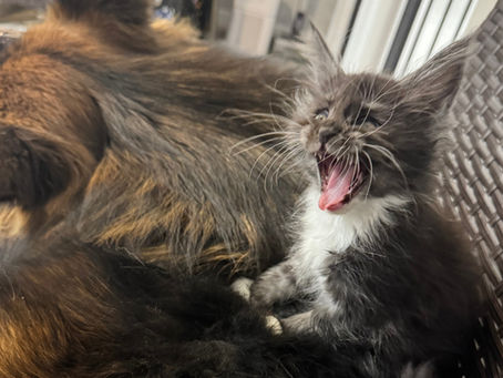Kitten Yawning