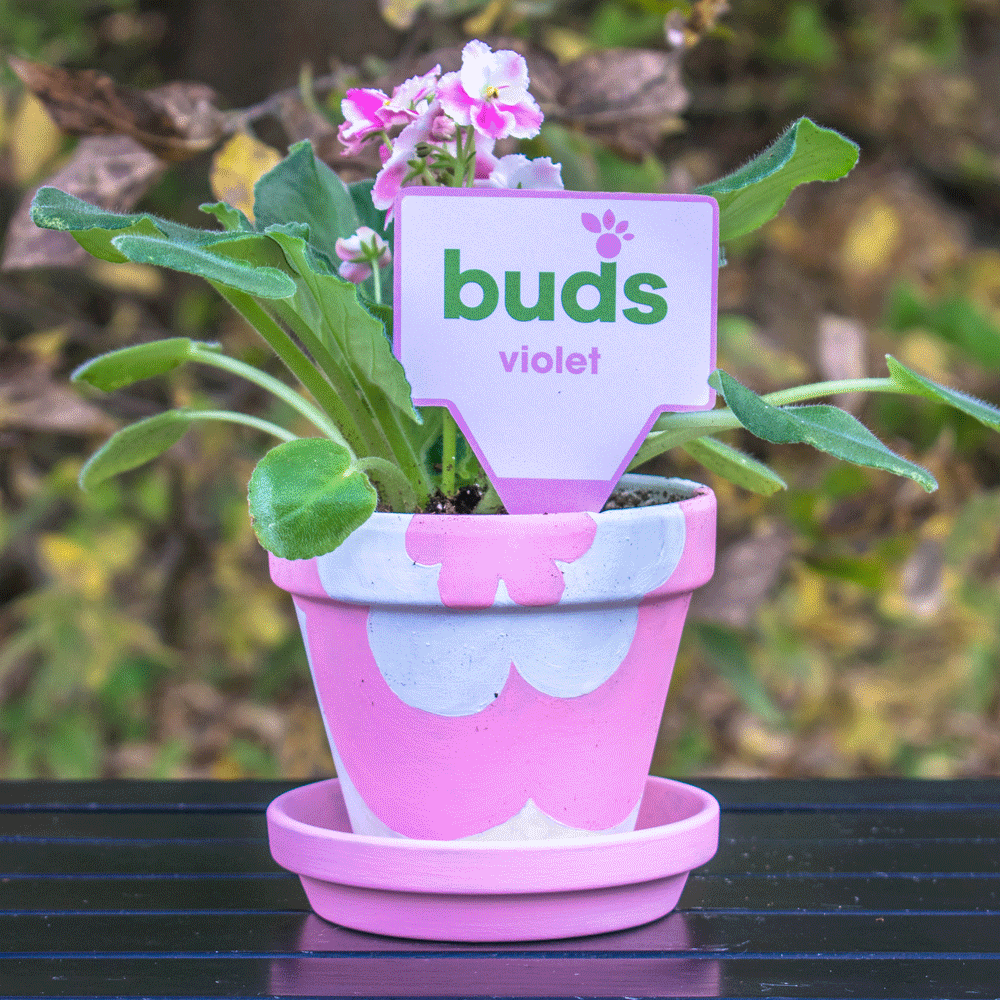 pink_pot.gif