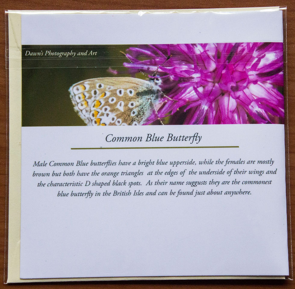 Thumbnail: Butterfly Cards 5 Pack