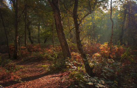 9th October 2021_ Morning Light in Roughton Wood_ Ver 2.jpg