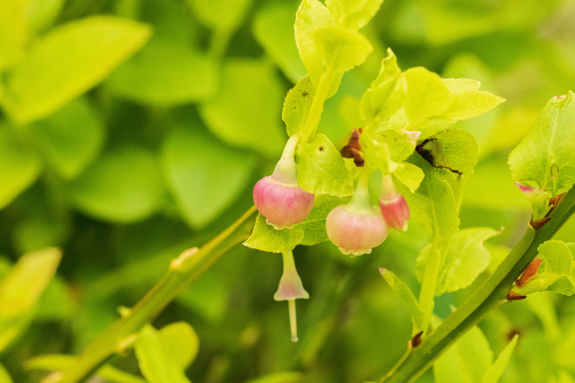 Bilberry Flowers