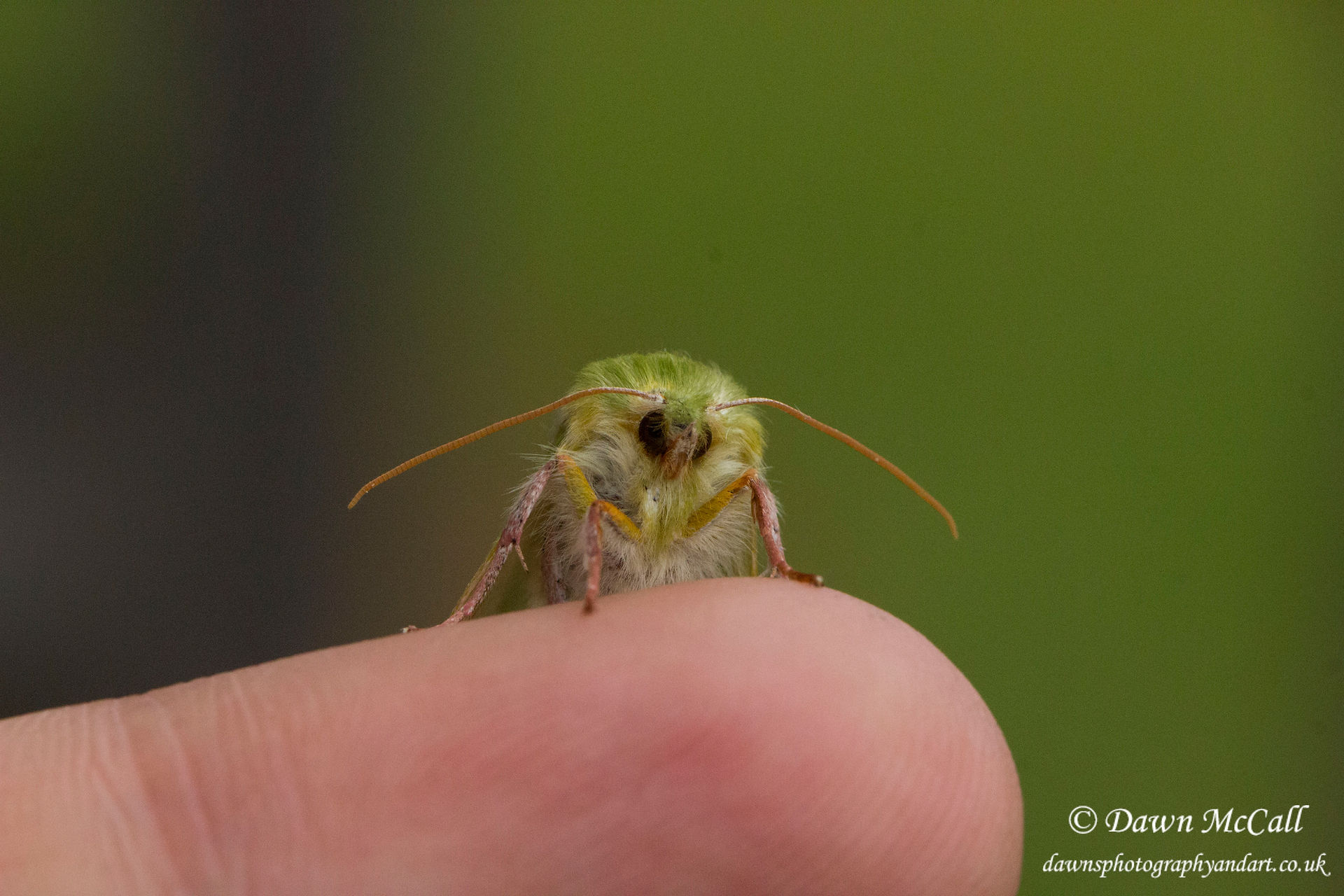 19th June 2017_ Green Silver Lines Moth_Base Leob _29WM