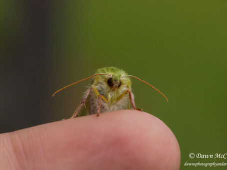 Mull Moths