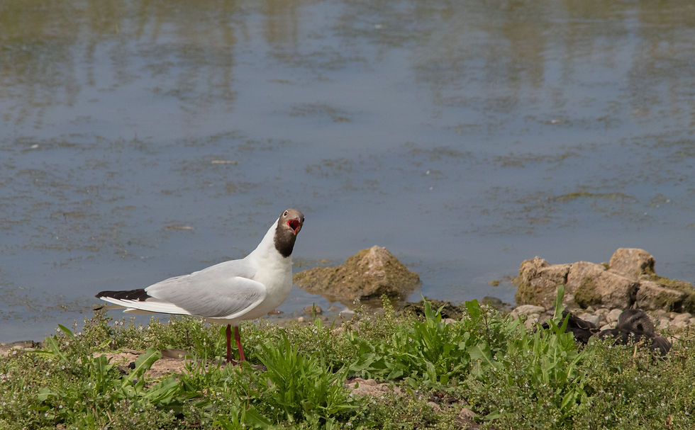 Black-headed Gull