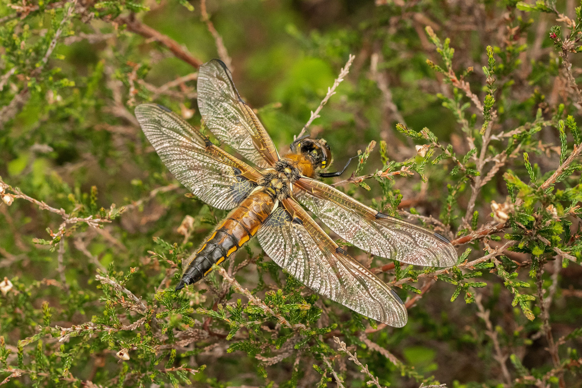 Four-spot Chaser