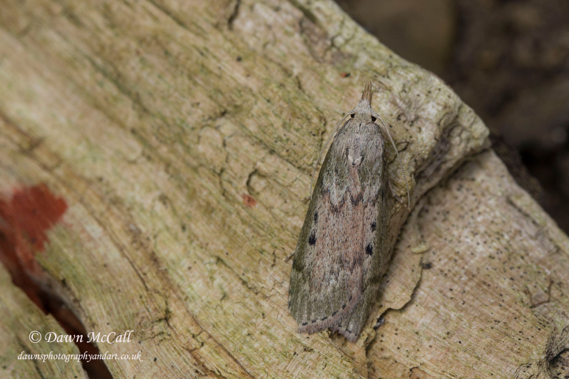24 May 2017  _Bee Moth_Bracebridge Heath Garden _ 01