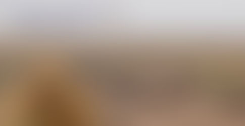 Donna Nook Seal Colony