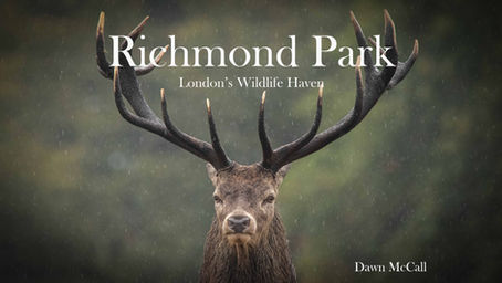 I Visit Richmond Park: London's Wildlife Haven