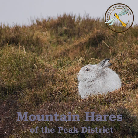 Hares of the Peak District