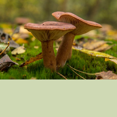 Fungi and Lichen with box.jpg