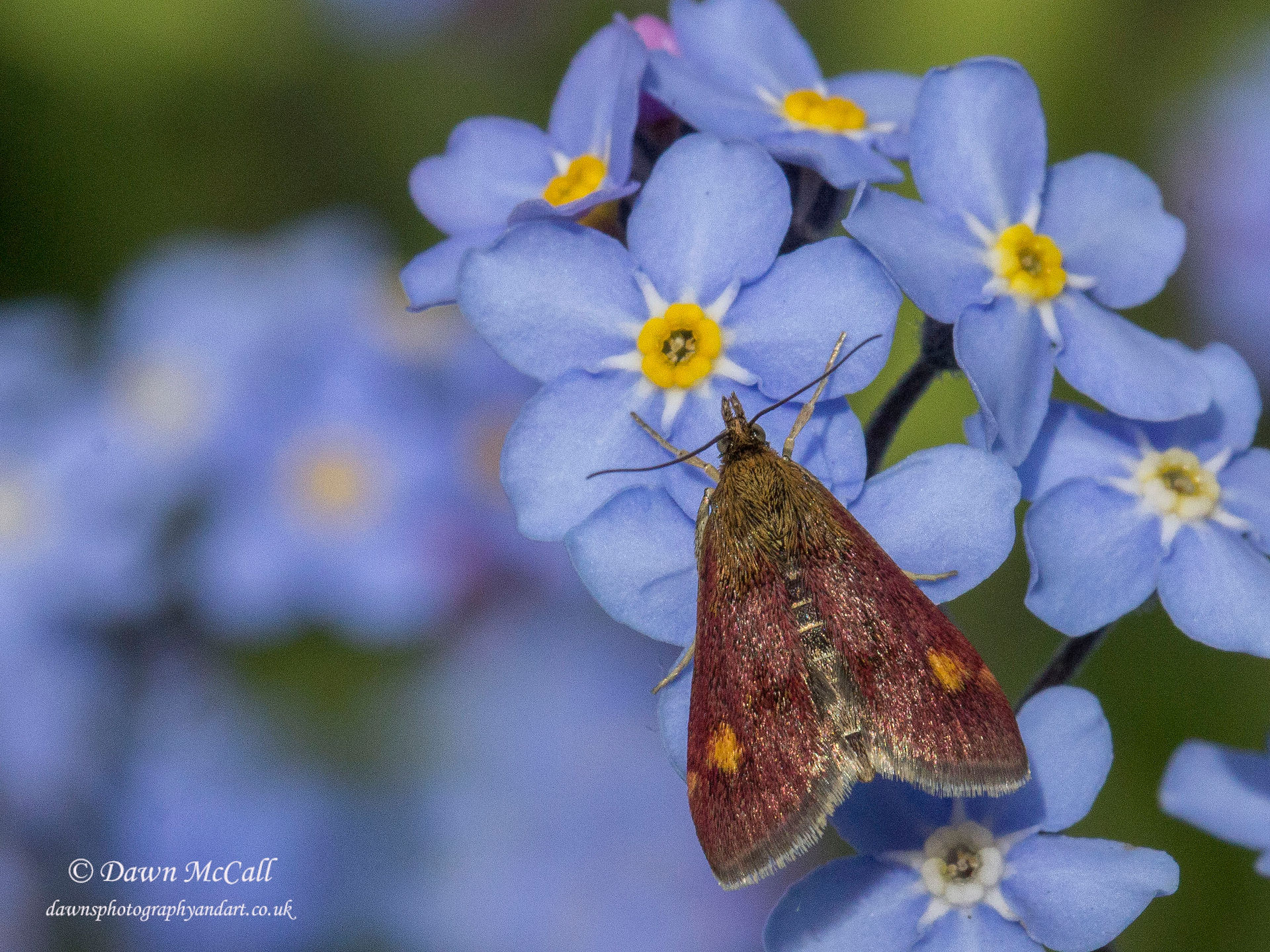 19th April 2017  _Mint Moth_ Bracebridge Heath Garden _ 02