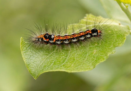 A trip to Snakeholme Pits