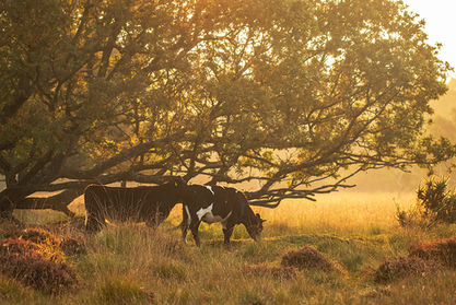 Early Morning Cows at Linwood Warren.jpg
