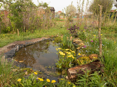 A Bit of Pond Dipping