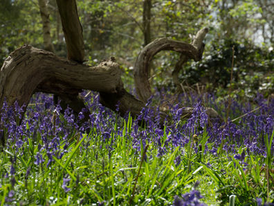 The Bluebell Hunt