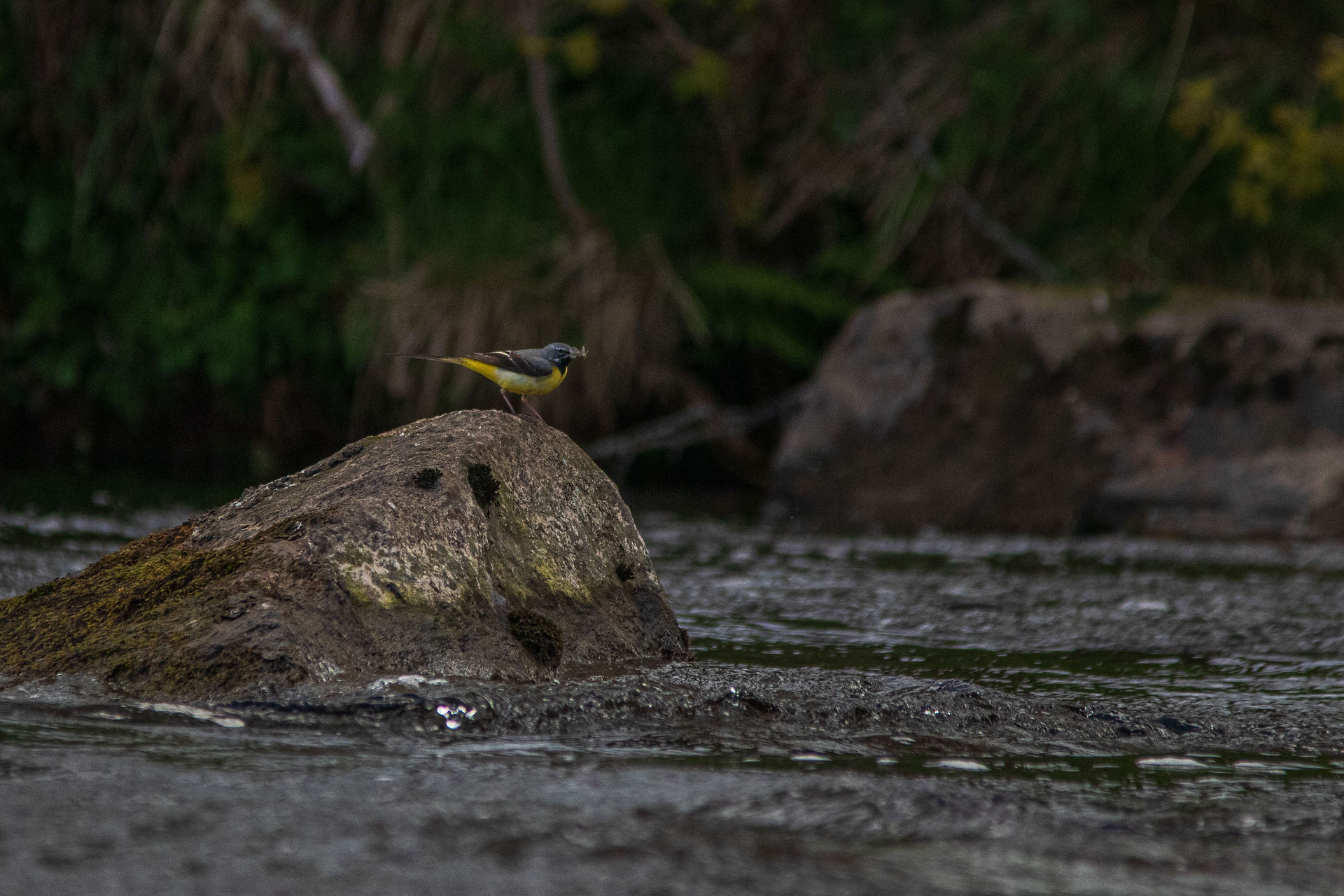 Grey Wagtail