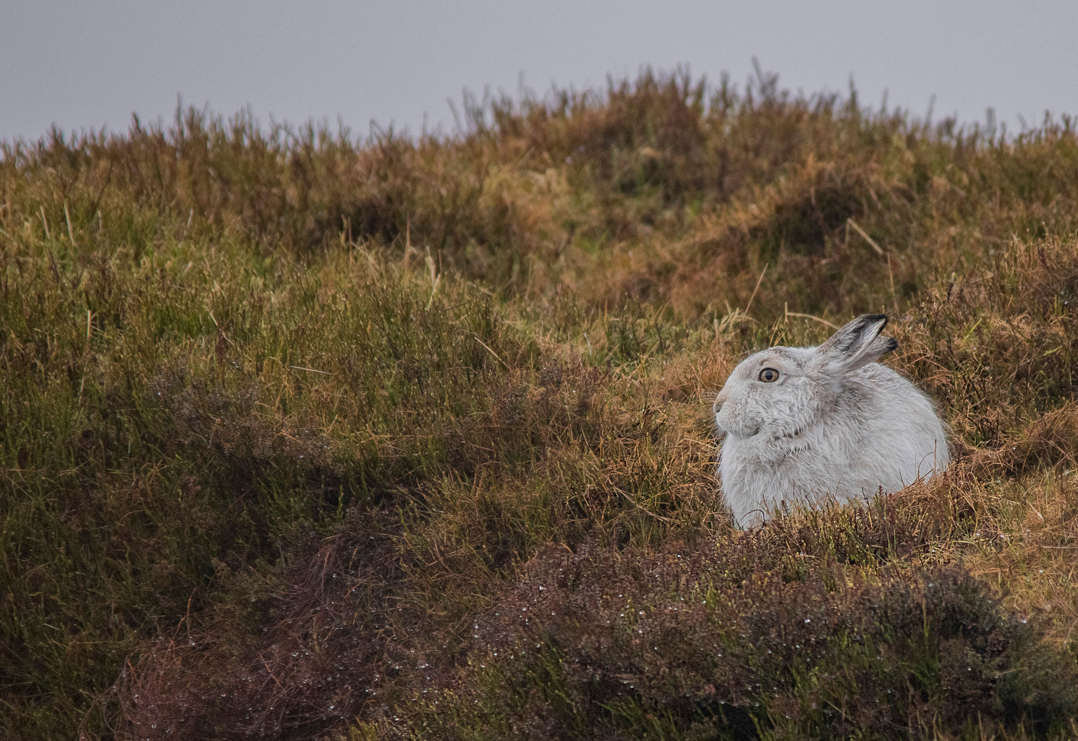 Mountain Hare