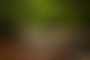 I visit Gelt Wood - Part 2