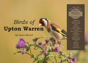 I look at the birds of Upton Warren