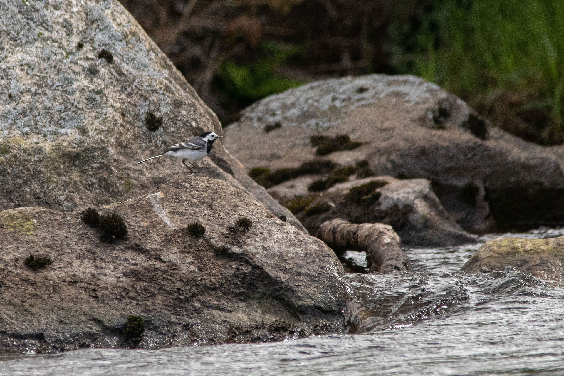 Pied Wagtail