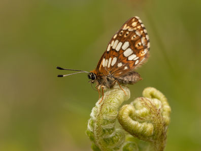 In search of Natures Best: Duke of Burgundy 