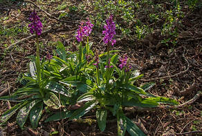 21st April 2019_ Early Purple Orchid_ Br
