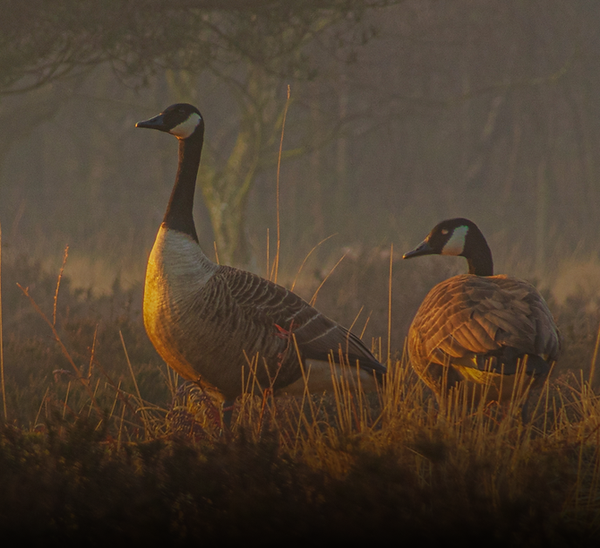 The Journal Image_ Geese.png
