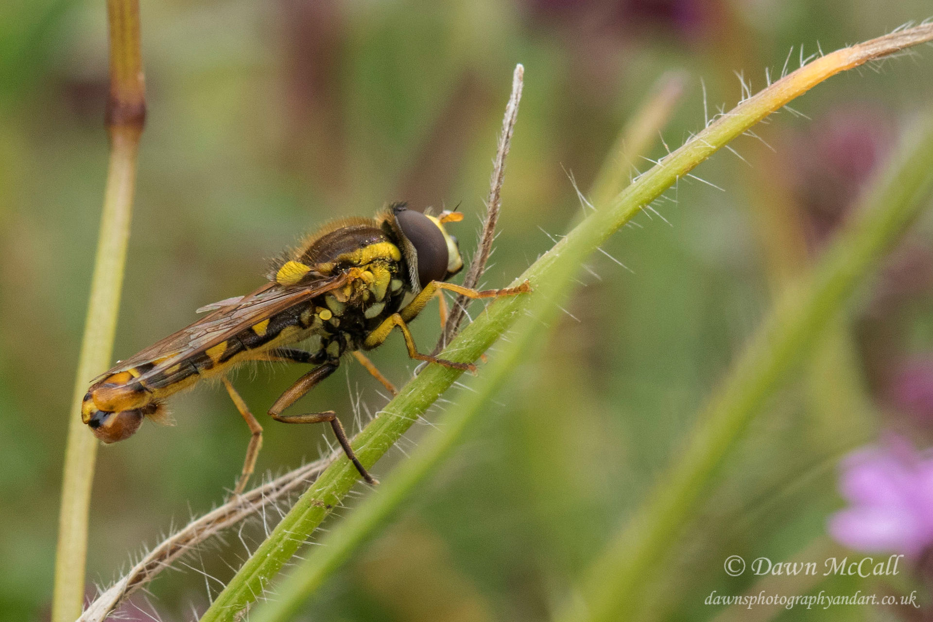 Hoverfly