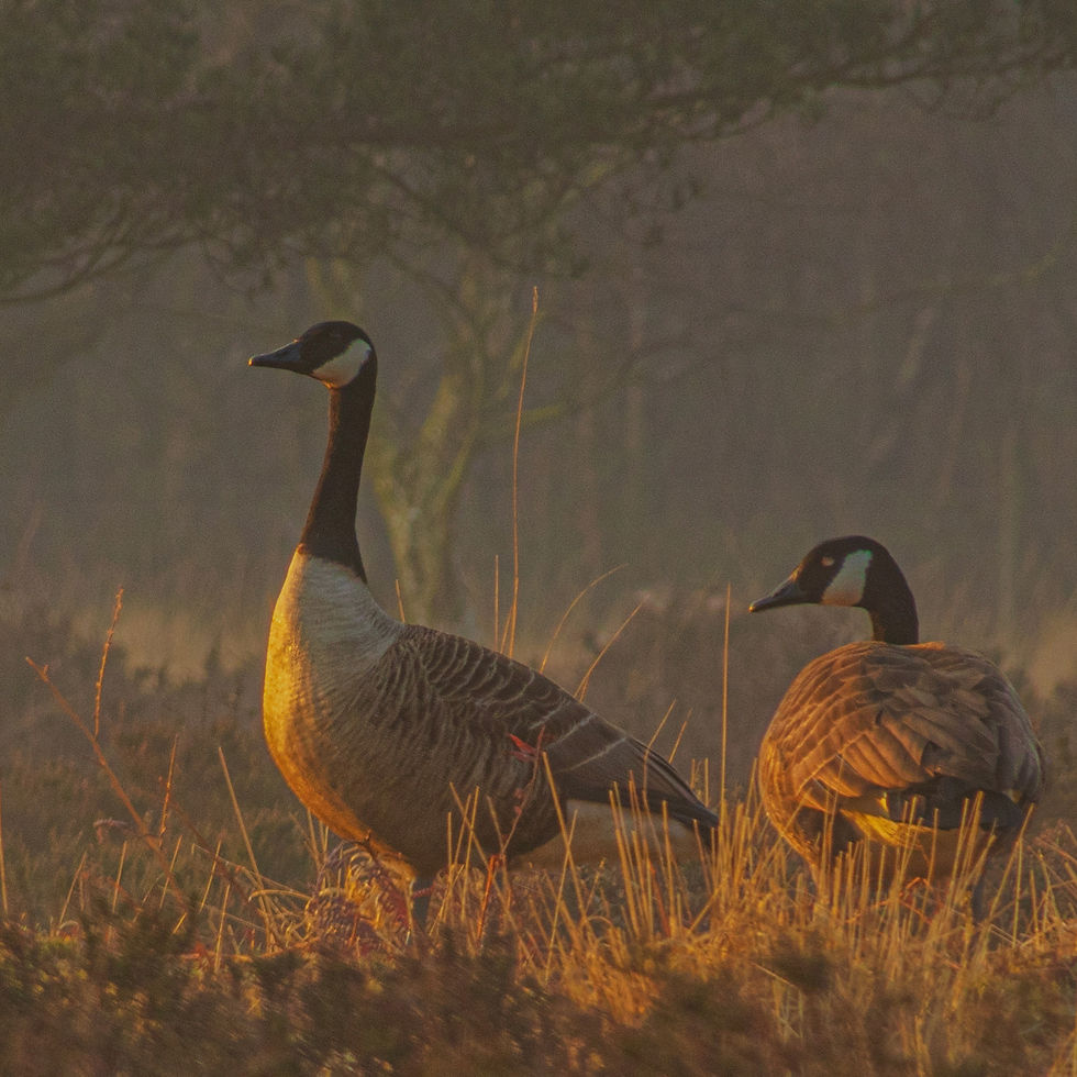 Thumbnail: 5 by 5 inch Square Cards