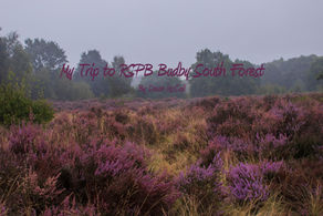 My Trip to RSPB Budby South Forest